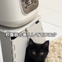 炊飯器を置いている台の隙間から顔を出している黒猫