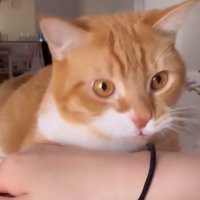 髪ゴムに弾かれた飼い主の手