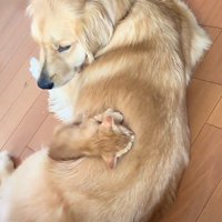 犬の背中で眠る子猫