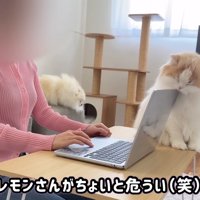 危ういレモンくん
