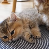 近づいてきた子猫