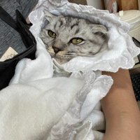 おくるみに包まれた猫