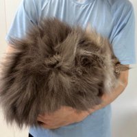 毛玉のような猫