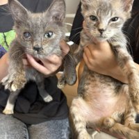 猫風邪をひいた子猫たち