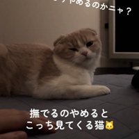 カメラを見る猫