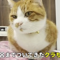 お風呂のそばに座っている猫