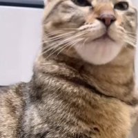 目を細める猫