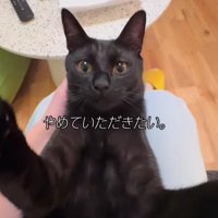 仰向けの猫