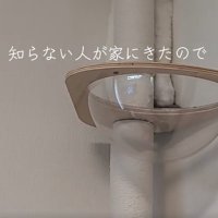 ポールの裏にいる猫の下半身