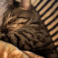 眠る猫の横顔