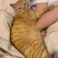 パパの腕にくっ付く猫