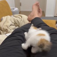 飼い主の足を蹴る猫