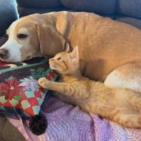 ソファで横になるビーグルと子猫