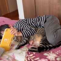 しっぽを動かす猫