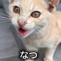 返事をする子猫