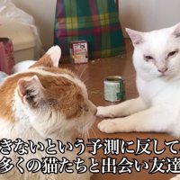 茶白猫と
