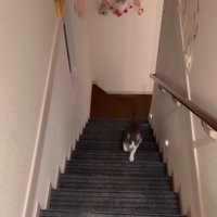 階段をのぼってくる猫2