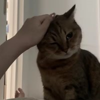 飼い主に撫でられて気持ちよさそうに右目を閉じるミヌエット