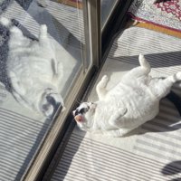 窓辺でへそ天する猫