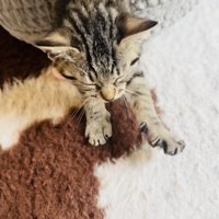 猫用ベッドを出ながら伸びをする子猫