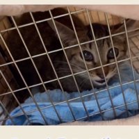 ケージの中にいる子猫