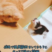 上を向いている黒白模様の子猫と茶トラ