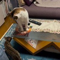 プロレスをしている2匹の猫