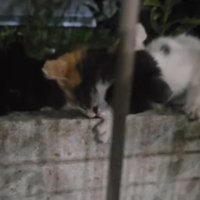 ごはんに集まる子猫たち