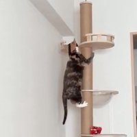 てっぺんを覗く猫