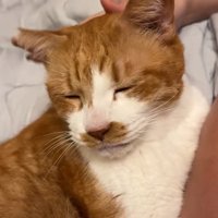 撫でられる猫