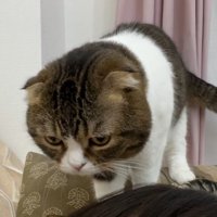 人の頭の上にいる猫