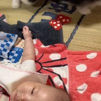 その場を立ち去る猫