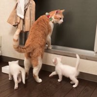 窓際にいる猫たち