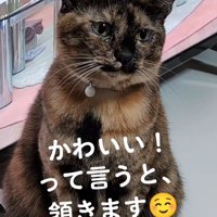 お座りする猫
