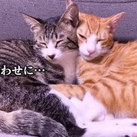 くっついて眠る二匹の猫