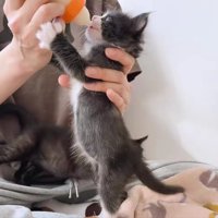 ミルクを飲む子猫