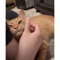 撫でられている猫