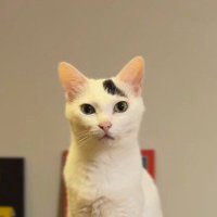 台に座っておやつを待っている猫