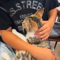 膝の上に寝る子猫