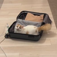 床に置いてあるスーツケースの中に入っている子猫