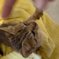指にじゃれつく子猫