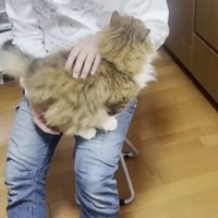 膝で嬉しそうな猫