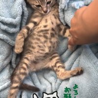 前足を触られる子猫