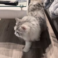 立ち止まる猫