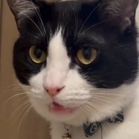 白黒猫のアップ