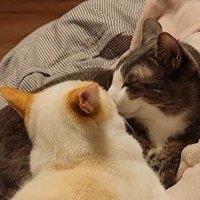 キスをする猫