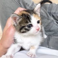 なでられる子猫