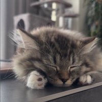 寝ている子猫
