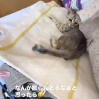 洗濯物をめくられて驚いた表情の子猫
