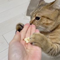 必死に匂いを嗅いでいる様子